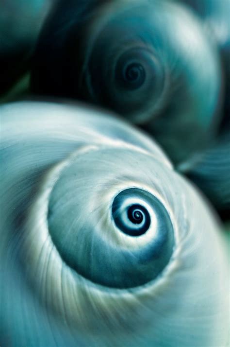 Teal Shells Spirals In Nature Nature Photography Patterns In Nature