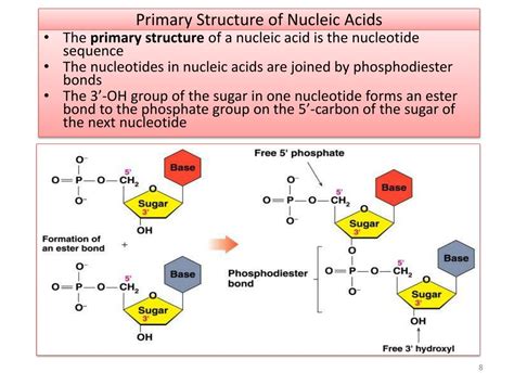 Ppt Nucleic Acids Powerpoint Presentation Free Download Id2027298