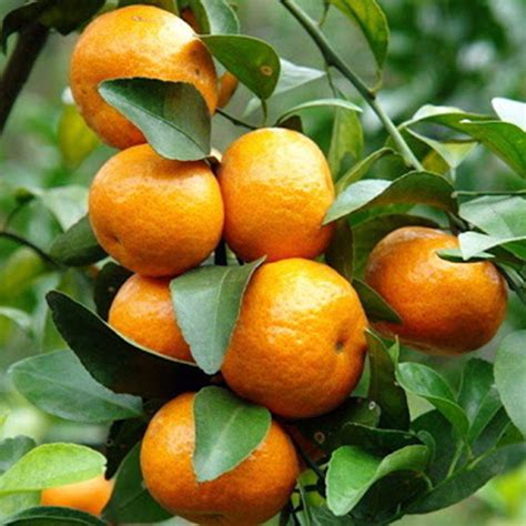 100 Natural Sweet Fresh Valencia Orange From Egypt