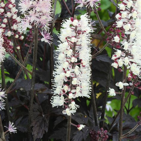 Actaea Chocoholic Pbr Black Snakeroot Prairie Blossom Nursery