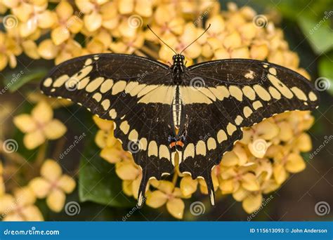 Tiger Swallowtail Oriental Glaucus De Papilio Image Stock Image Du