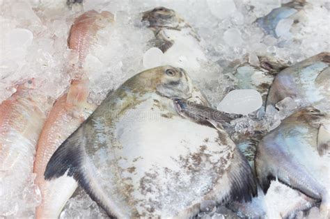 Pescados Congelados Helada Fresco De Saba Mackerel Foto De Archivo