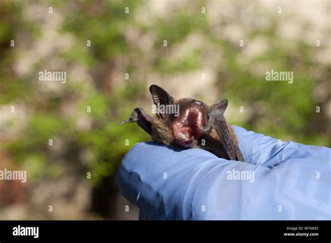 Angry Brown Bat Being Inspected By Naturalist Taking A Census Of Bats