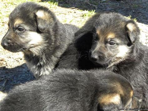 German shepherd puppies for sale should be outgoing, friendly, and inquisitive. AKC German Shepherd Puppies - Price: 1000-1900 in Valdosta, Georgia | CannonAds.com