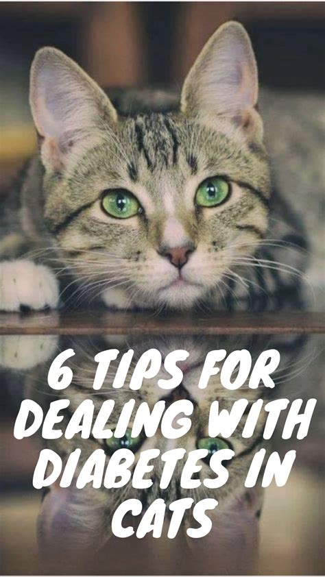 6 Tips For Successfully Managing Your Diabetic Cat Diabetes Cat