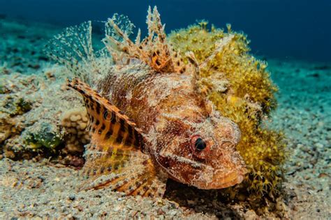Scorpion Fish Amazing Camouflage In The Red Sea Stock Photo Image Of