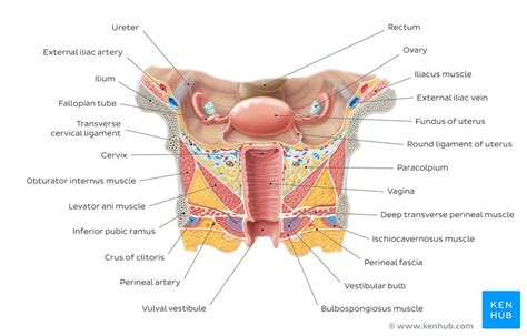 The internal female anatomy begins at the vagina, which is the canal that leads from the vulva to the uterus. Female reproductive organs: Anatomy and functions | Kenhub