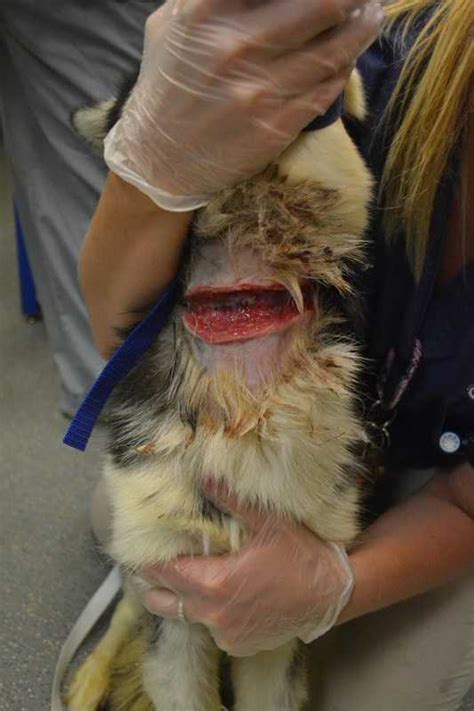 Swelling on dog's neck area. Photos: Dog with deep neck wound brought to Pittsburgh shelter