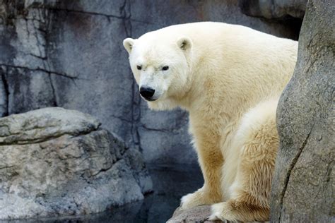 Shy Polar Bear At Indianapolis Zoo Photo By Mark Kaser Save The