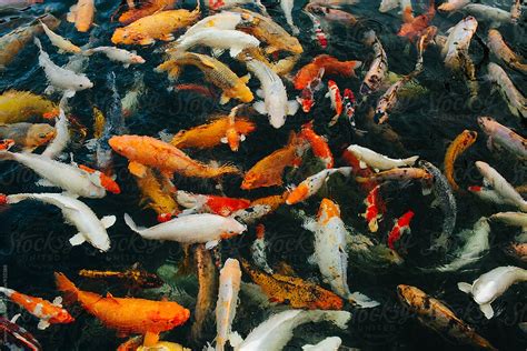 Many Koi Fish Swimming In A Pond By Stocksy Contributor Cameron