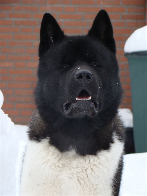 A japanese strain, commonly called akita inu. Am Akita Ti Jay | Akita dog, Akita, Dogs