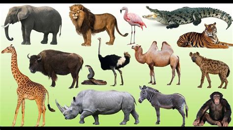 Best Ever Wild Animals Name List With Picture In Hindi Everyday Power