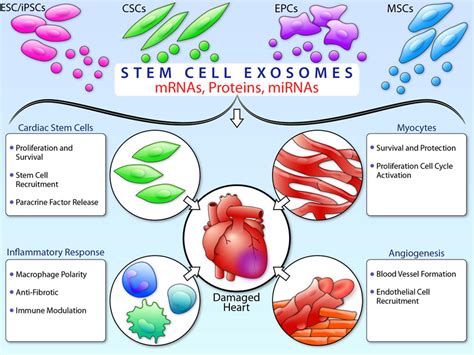 Stem Cell Exosomes For Cardiac Repair Exosome Rna