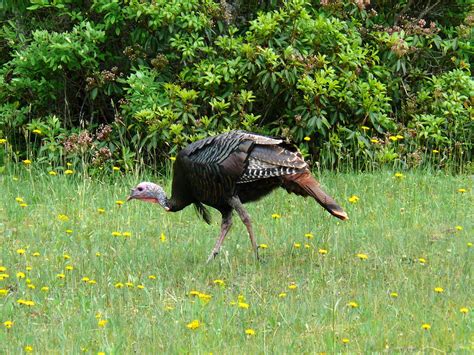 These birds can be found all across the united states, canada and mexico. turkey, Bird, Wildlife, Thanksgiving, Nature Wallpapers HD ...