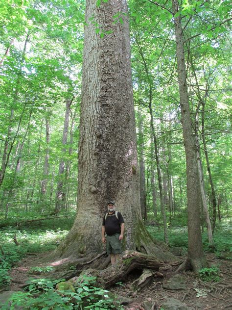 The Ancient Forest At Joyce Kilmer Memorial Forest In North Carolina Is