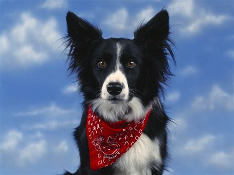 Border Collie Wallpapers Wallpaper Cave