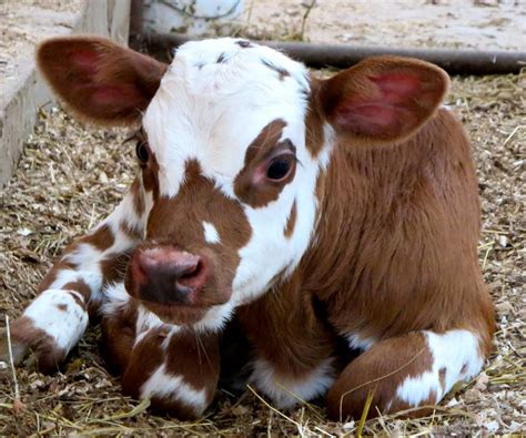 Pin By Stacey Hicks On Cows Cute Cows Cute Animals Cow Calf