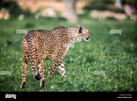Beautiful Wild Cheetah Walking Careful On Green Fields Close Up Stock