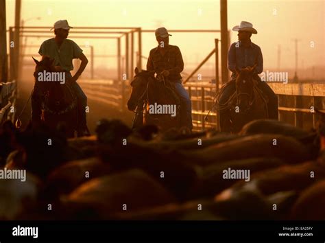 Three Cowboys On Horseback Hi Res Stock Photography And Images Alamy