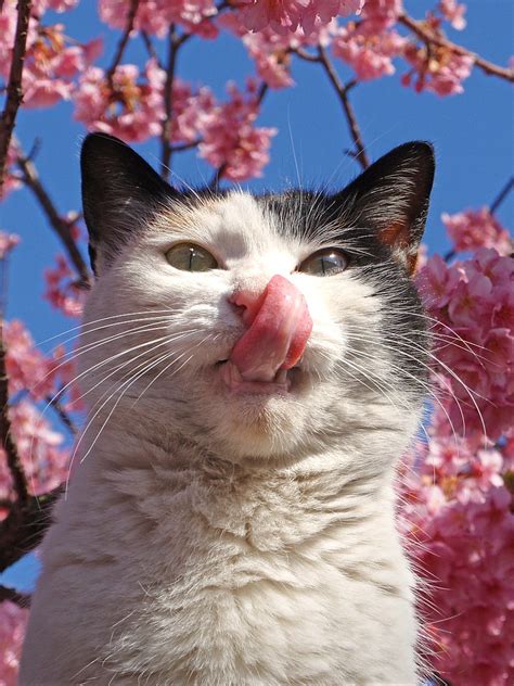 Sakura Cat Yummy Tanakawho Flickr