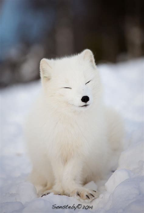 Smiling Arctic Fox Animal Wildlife Photography Adorable Animals