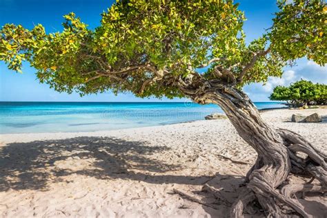 Eagle Beach With Divi Divi Tree On Aruba Island Dutch Antilles Stock
