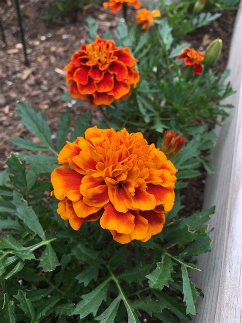 1800flowers.com has been visited by 100k+ users in the past month Top Ten Flowers for Summer Color | Our Good Life