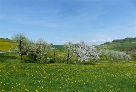 Maybe you would like to learn more about one of these? Der Mai ist gekommen | Quersatzein