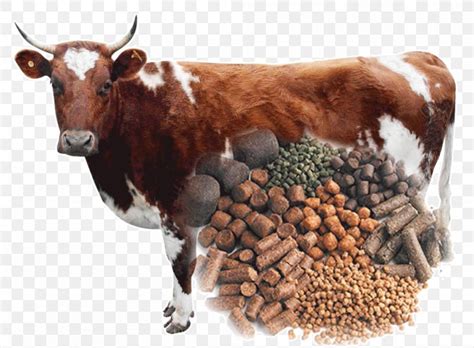 Types Of Livestock Or Animal Feed Elite News