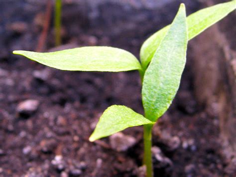 Buy your lavender plants directly from the farm during the summer months. A Look at Little Plants | Plants, Little plants, Plant leaves