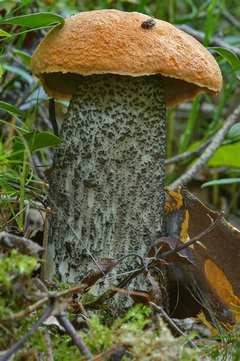 Slideshow 1245-13: Orange birch bolete mushroom (Leccinum versipelle ...