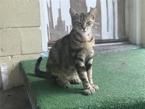 Pregnant Stray Cat With 24 Toes Gets Adopted