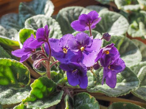#saintpauliasaturday #saintpaulia #africanviolet #usambaraveilchen #kaapsviooltje #variegatedafricanviolet #variegatedplants #plantcare. Ist das Usambaraveilchen giftig? » Risiken und Maßnahmen