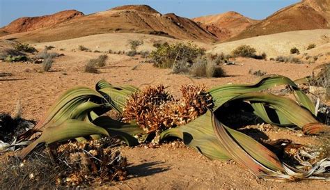 Welwitschia Plant Welwitschia Mirabilis Image Of The Welwitschia