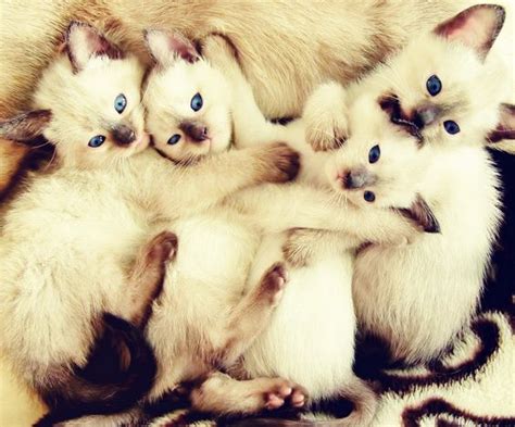 Aaaa Come One Melt My Heart Siamese Kittens Kittens