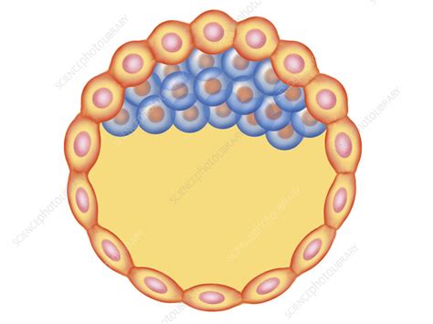 Blastocyst Formation Illustration Stock Image C0256736 Science