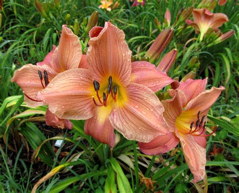 PETAL PUSHER DAYLILIES - MAPPING ARCADIA VALLEY