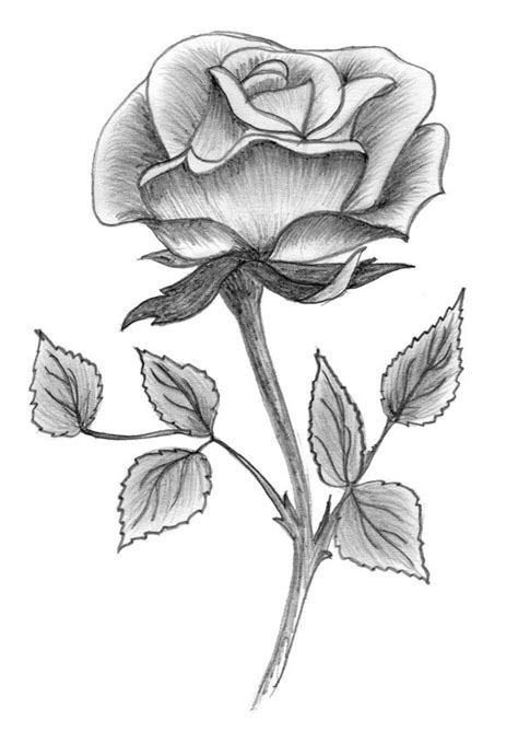 My First Rose Drawing Ever Rose Drawing Pencil Drawings Of Flowers