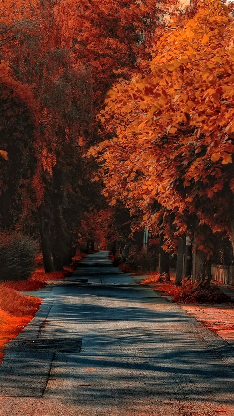 桌布 秋天，樹木，道路，紅色葉子，草 2880x1800 Hd 高清桌布 圖片 照片