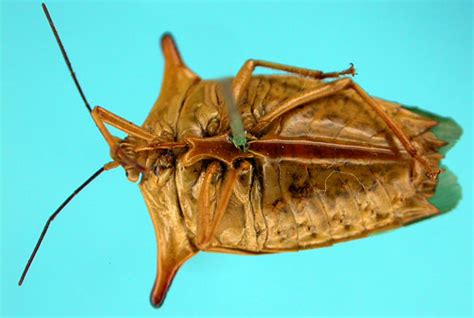 Edessa Antennata Insecta Heteroptera Pentatomidae