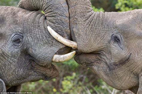 Elephants Lock Trunks In Affectionate Display At Kariega Game Reserve