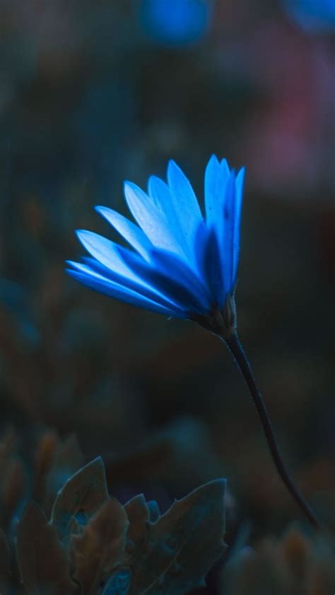 1440x2560 Blue Bright Flower Portrait Wallpaper Wallpaper Free