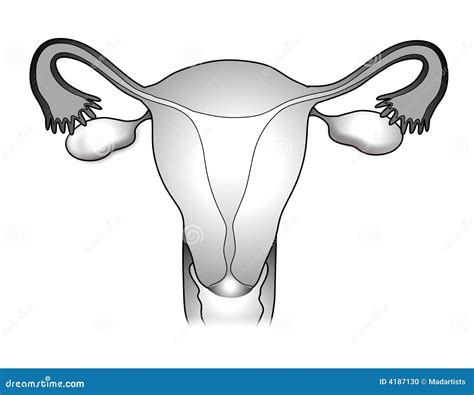 Female Reproductive System Illustration 2 Stock Photo Image 4187130