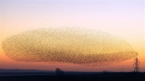 The Secrets And Science Behind Starling Murmurations Howstuffworks