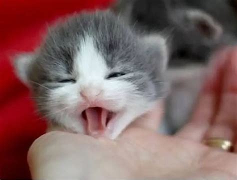 Little Kittens Meowing And Talking Cute Cat Compilation Life With Cats