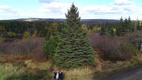 Today's lighthouse, built in 1965, is the only lighthouse facility in nova scotia with overnight accommodations. Nova Scotia selects Christmas tree for annual gift to ...