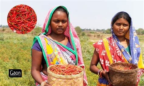 Kuchinda Chillis Add Spice To Farming In Odisha
