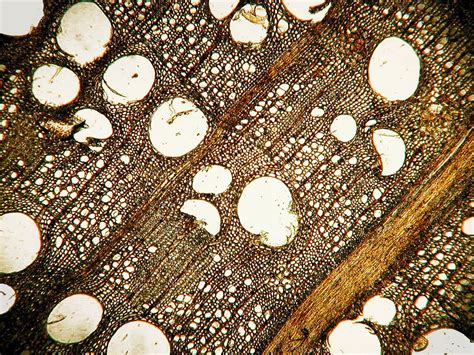 Odense Bys Museer Photo From Microscope Micro Details Of Archaeological Oak Wood Seen Enlarged