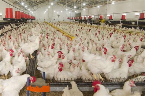 Poultry Farming Business Is An Excellent Opportunity For Small Time