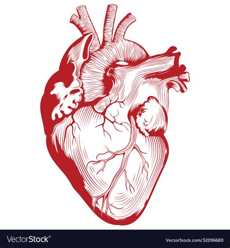 Anatomical Medical Human Heart Organ Royalty Free Vector